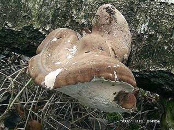 Birken-Hautporling-Piptoporus betulinus