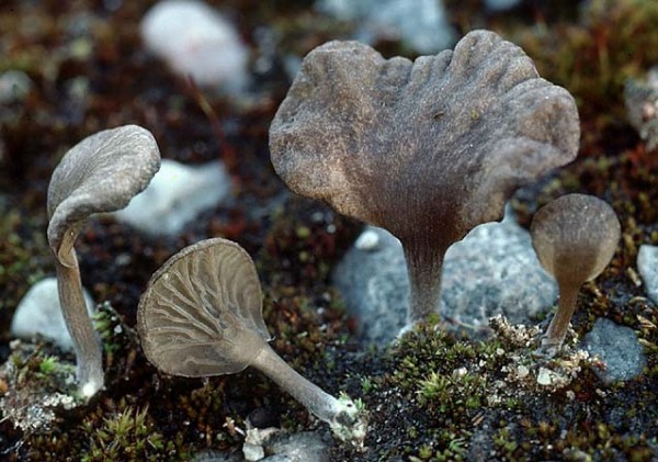 Düsterer Adermoosling-Arrhenia auriscalpium