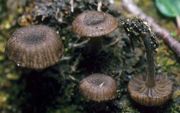 Samtfussnabeling-Omphalina velutipes