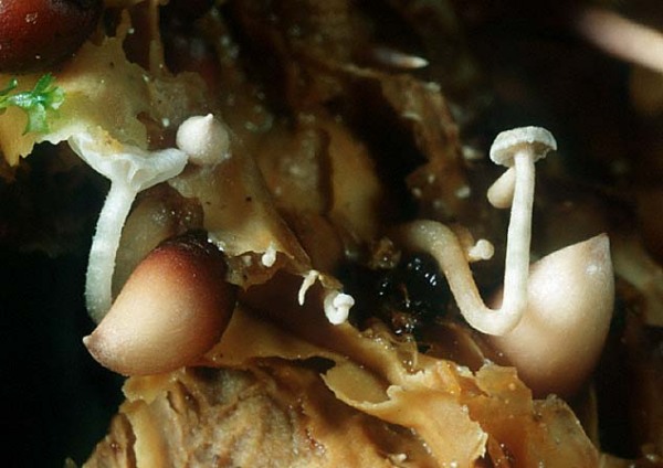 Braunknolliger Sklerotienrübling-Collybia tuberosa