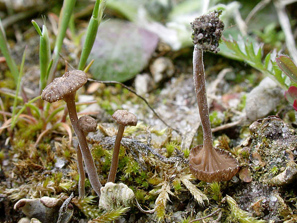 : Nabeling-Omphalina cupulatoides