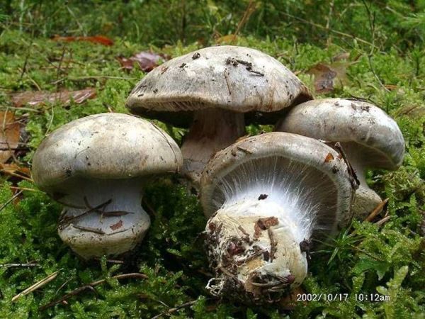 Rundsporiger Klumpfuss-Cortinarius caesiocortinatus