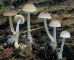 Winter-Rindenhelmling-Mycena hiemalis