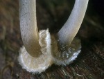 Postamenthelmling-Mycena stylobates