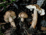 : Stachelschirmling-Lepiota jacobi