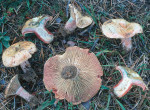 Weinroter Kiefernreizker-Lactarius sanguifluus
