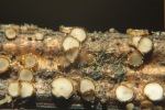 Nestförmiges Haarbecherchen-Trichopezizella nidulus