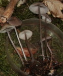 Rillstieliger Helmling-Mycena polygramma