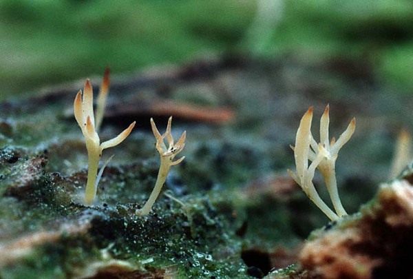 Holzflechtenkeule-Multiclavula mucida