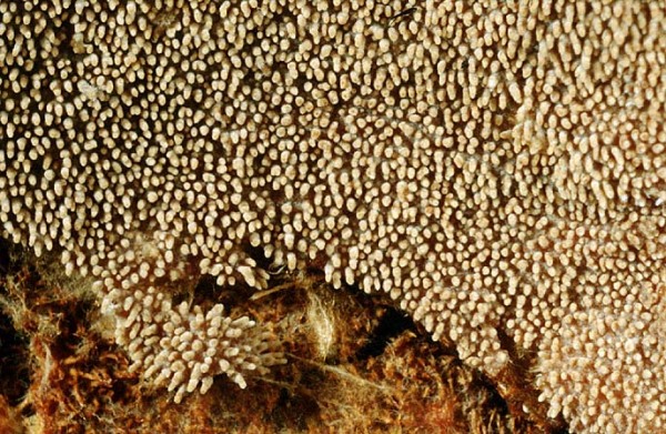 : Asterodon-Asterodon ferruginosum