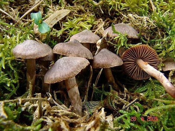 Rosastieliger Wasserkopf-Cortinarius vernus