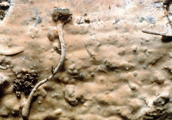 Fahlgelber Gloeozystidenrindenpilz-Gloeocystidiellum luridum