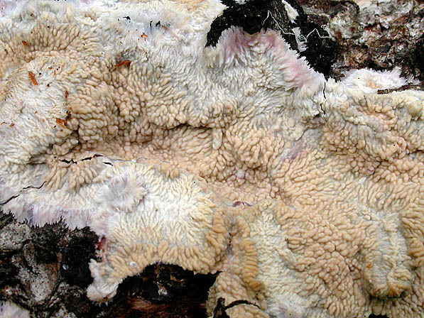 : Kammpilz-Phlebia centrifuga