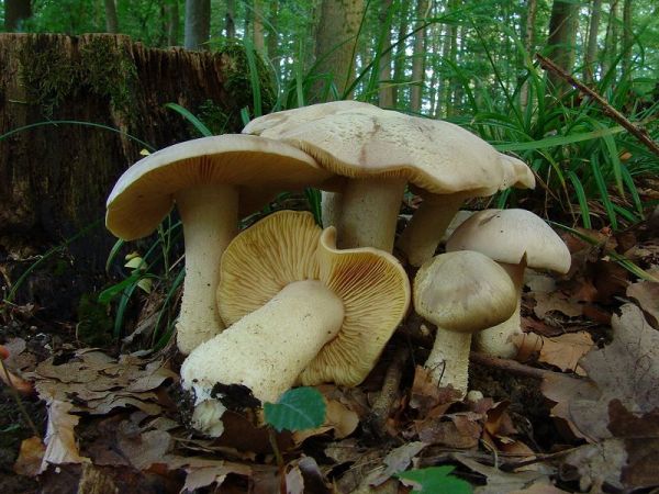 Riesenrötling-Entoloma sinuatum
