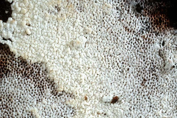 Brinkmanns Schütterzahn-Sistotrema brinkmannii