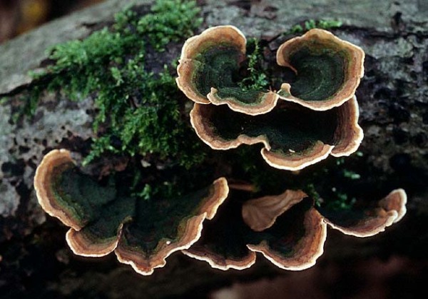 Samtiger Schichtpilz-Stereum subtomentosum