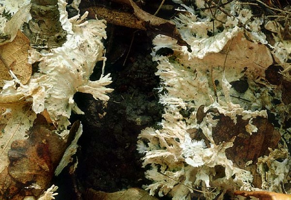Stinkender Stachelsporling-Trechispora fastidiosa