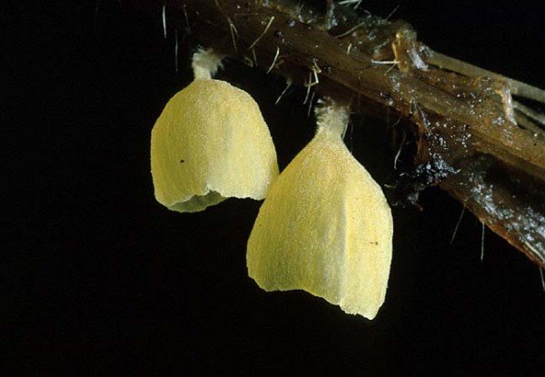 Glockiger Schüsselschwindling-Calyptella campanula