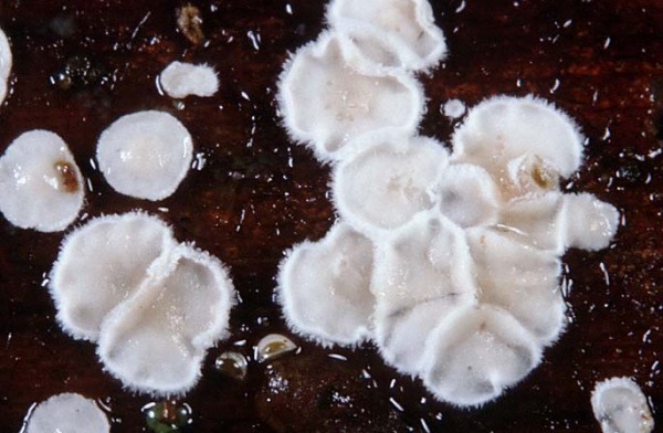 : - Flagelloscypha-Flagelloscypha malmei