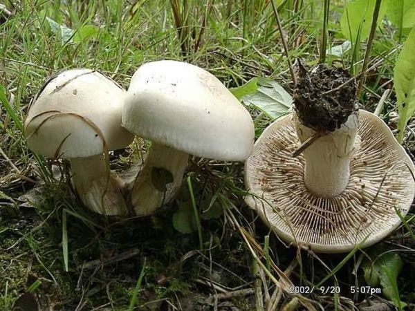 Tongrauer Tränenfälbling-Hebeloma crustuliniforme