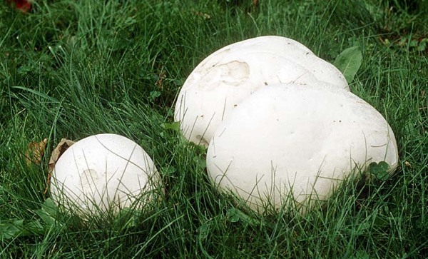 Gemeiner Riesenstäubling-Langermannia gigantea