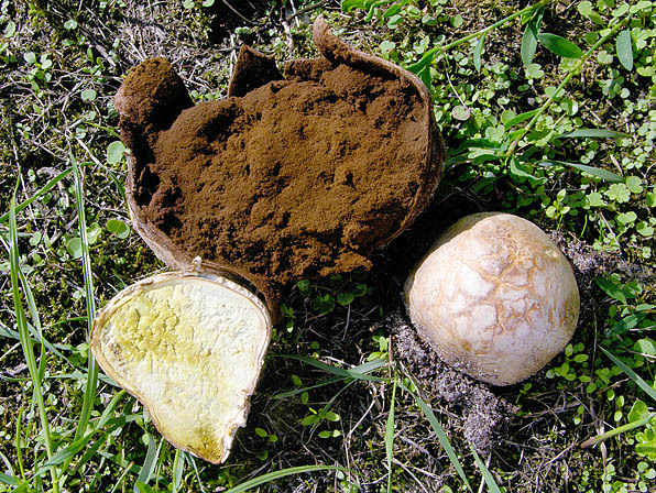 Gemeiner Sternstäubling-Mycenastrum corium