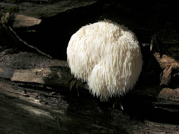 Igel-Stachelbart-Hericium erinaceus