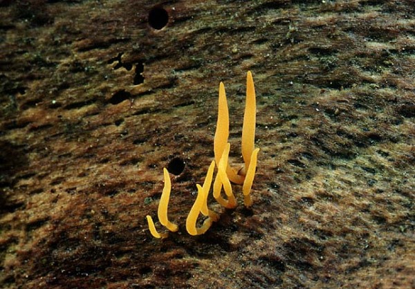 Pfriemförmiger Hörnling-Calocera cornea