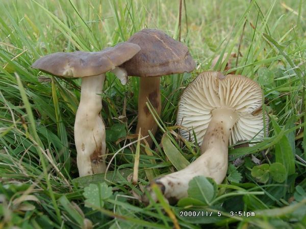Rötender Nitratsaftling-Hygrocybe ingrata
