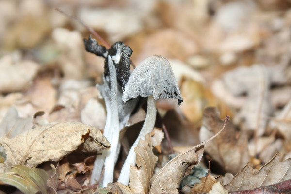 Grauer Faltentintling-Coprinopsis atramentaria