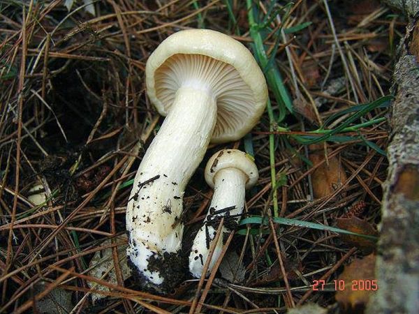 Schleimigberingter Schneckling-Hygrophorus gliocyclus
