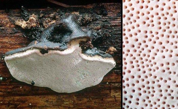 Rosenroter Baumschwamm-Fomitopsis rosea