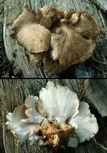 Weißer Knochenporling-Osteina obducta
