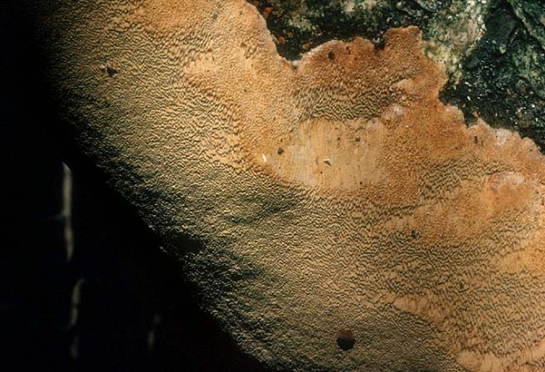 Schmalsporiger Feuerschwamm-Phellinus ferreus