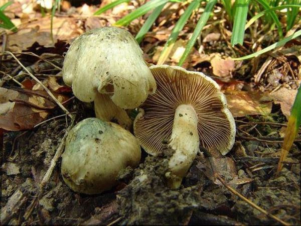 Grüngebuckelter Risspilz-Inocybe corydalina