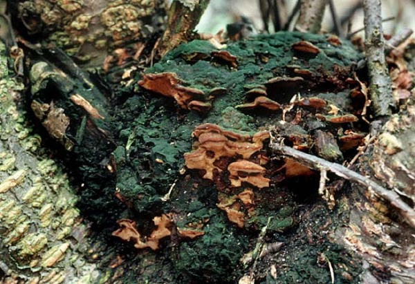 Beerenstrauchporling-Phylloporia ribis