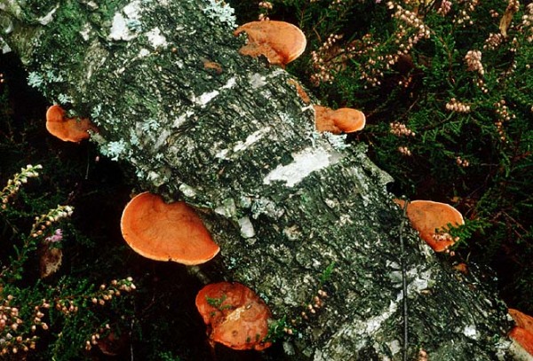 Nördlicher Zinnoberschwamm-Pycnoporus cinnabarinus