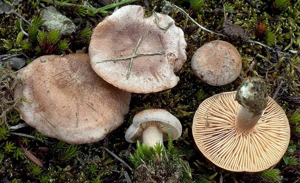 Zwergmilchling-Lactarius nanus
