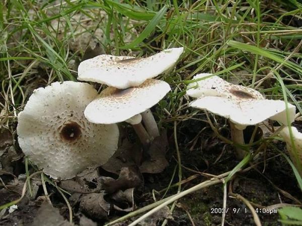 Stinkschirmling-Lepiota cristata