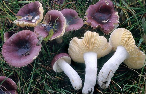 Kieferntäubling-Russula cessans