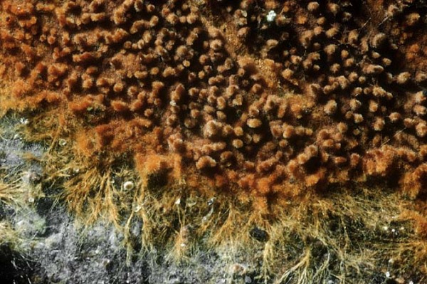 Haariges Filzgewebe-Tomentella crinalis