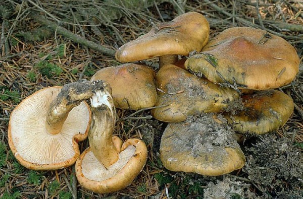 Orangeroter Ritterling-Tricholoma aurantium