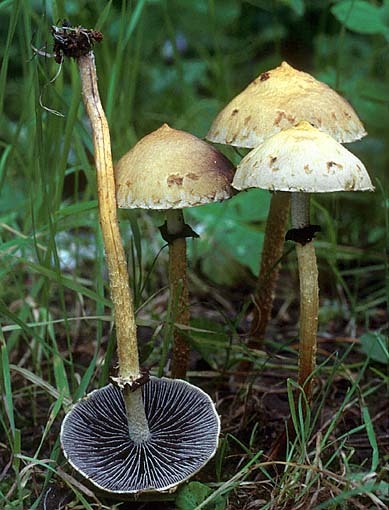 Nordischer Träuschling-Leratiomyces magnivelaris