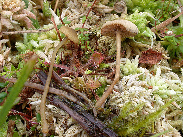 Sumpfseggen-Olivschnitzling-Simocybe centunculus var. laevigata