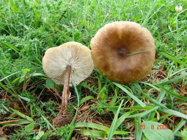Wegrand Weichritterling-Melanoleuca stridula