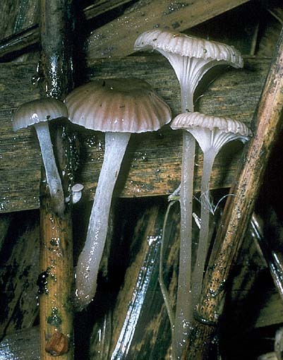 Schilfhelmling-Mycena belliae