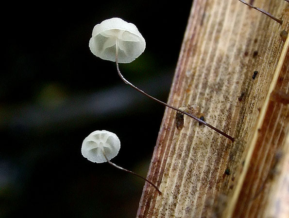 Schilfschwindling-Marasmius limosus