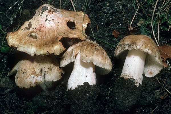 Ziegelroter Risspilz-Inocybe erubescens