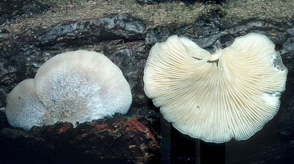 Sparrigschuppiger Muscheling-Hohenbuehelia mastrucata
