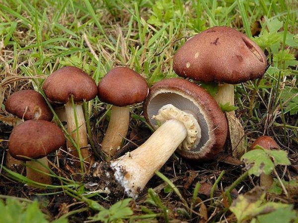 Riesenträuschling-Stropharia rugosoannulata